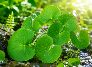 Centella asiatica