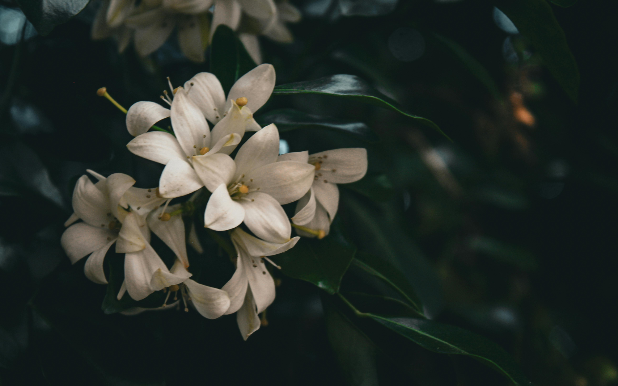 Visuel éditorial de la Charte Consommateur Inura avec fleurs blanches sur fond végétal sombre, dans une ambiance naturelle et clean beauty.