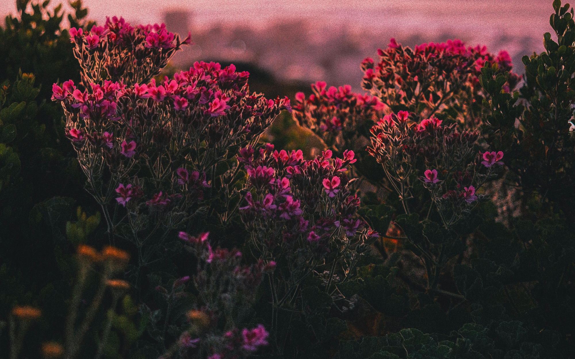 Visuel hero de la Charte Consommateur Inura avec fleurs roses en paysage, utilisé pour illustrer les engagements clean beauty de la boutique.