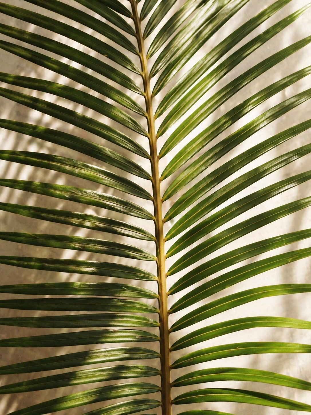 feuille palmier texture naturelle lumiere douce ombres soleil macro vegetal esthetique clean beauty inspiration nature minimaliste ambiance apaisante