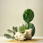 Cactus Bouncy Serum Whamisa, soin visage fermenté au cactus pour une routine hydratante et repulpante.