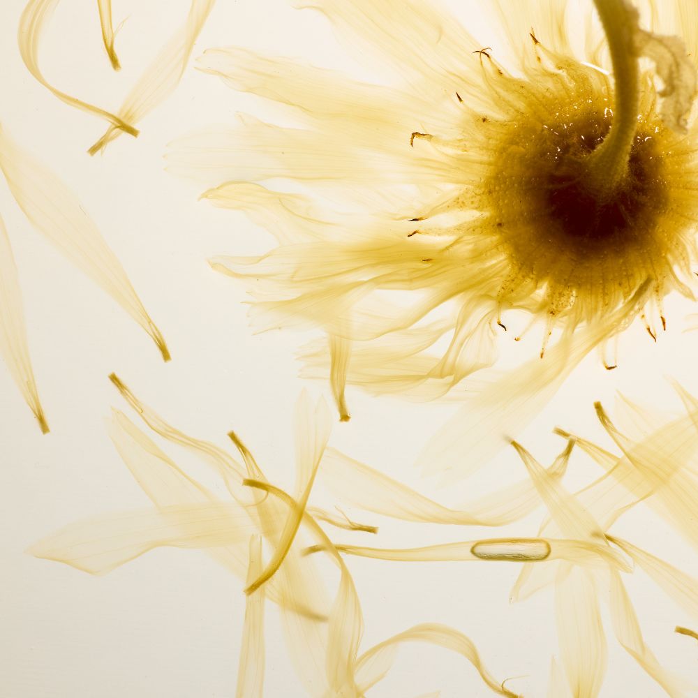 Visuel Whamisa avec fleurs et texture dorée, image de marque autour des soins K-Beauty aux fleurs bio fermentées sélectionnés par Inura.